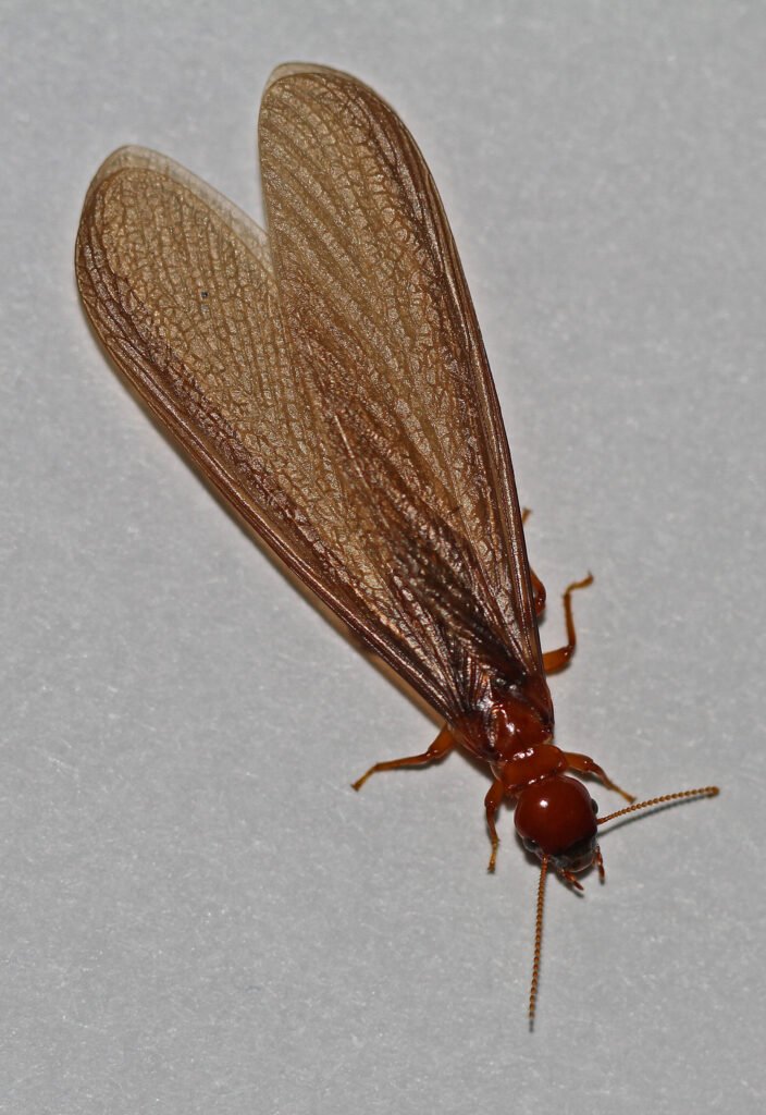Pacific Coast Dampwood Termite Zootermopsis angusticollis Delta British Columbia