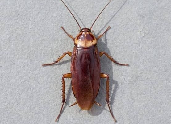 American Cockroach