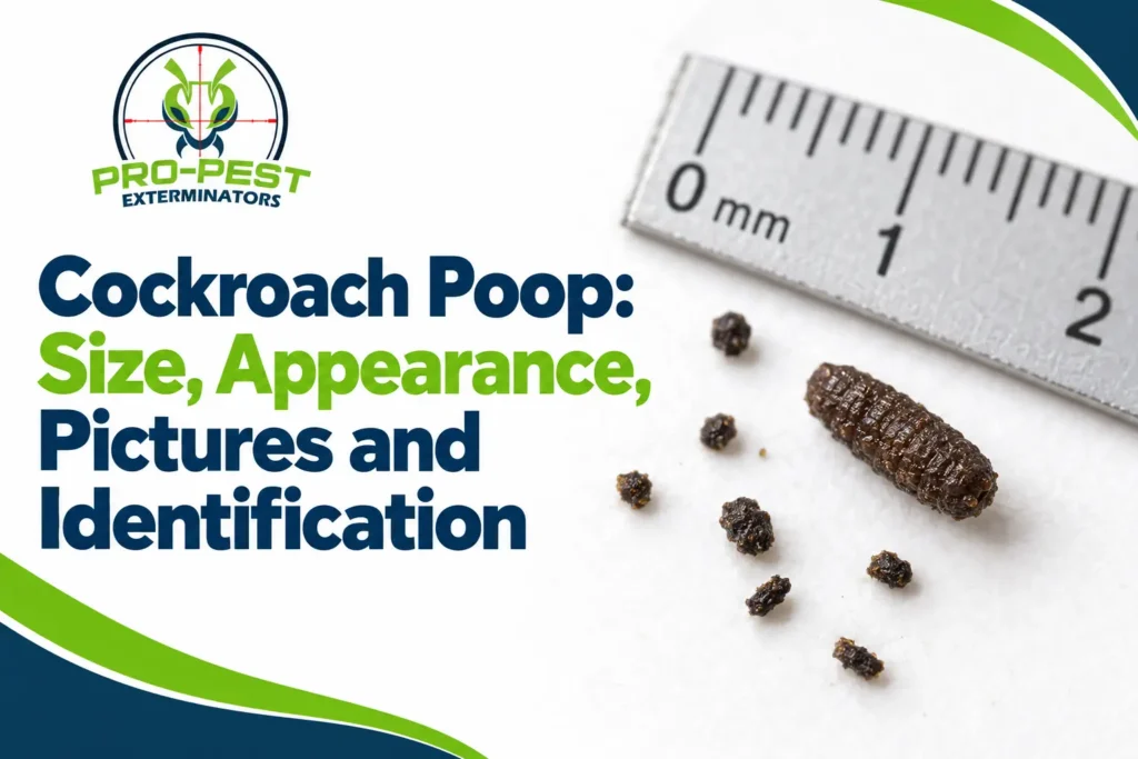Cockroach Poop: What It Looks Like, Size and Pictures 2 cockroach poop Cockroach poop