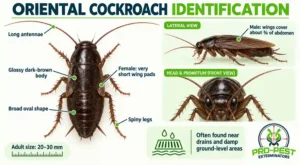 oriental-cockroach-identification