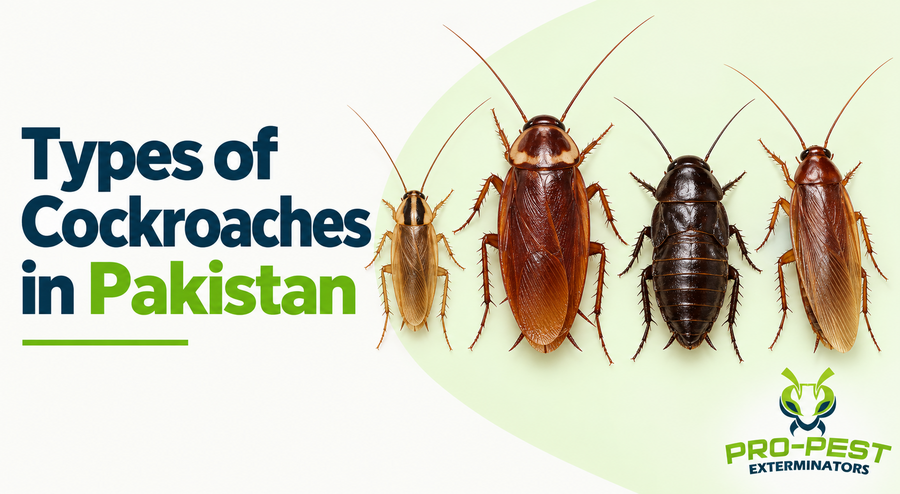 types of cockroaches
